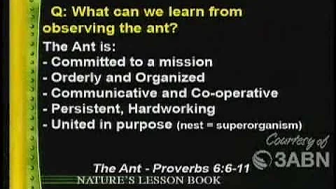Lessons From The Ant