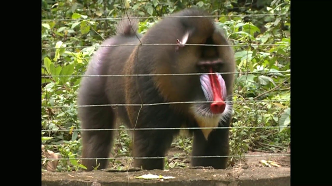 Mandrills at Mefou Park