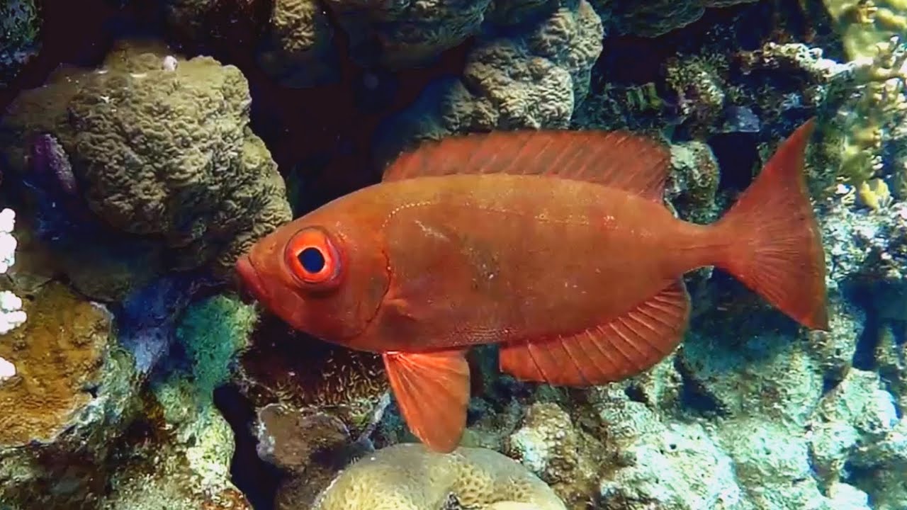 Moontail bullseye (Priacanthus hamrur), Бычеглаз-хамрур