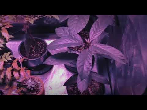 GREEN LAB - MYSEED.GE მწვანე ლაბორატორია