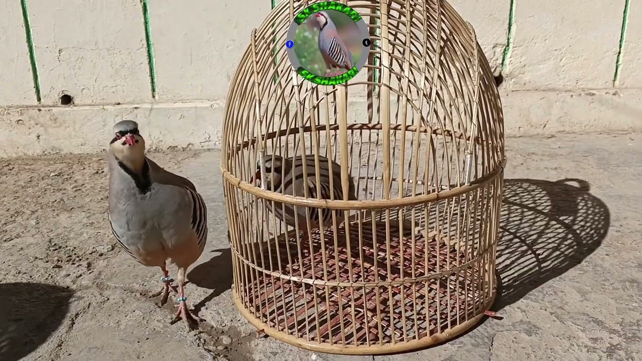 @Keklik-sesi-chakor-birds @BirdSound247 #shikari #chakoor #keklik #sesi #birds