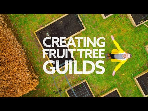 Video: What Is A Tree Guild: Lær om Fruit Tree Guild Design