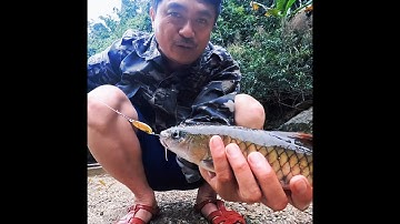 Câu cá suối cùng anh em Thợ Rừng #Shorts