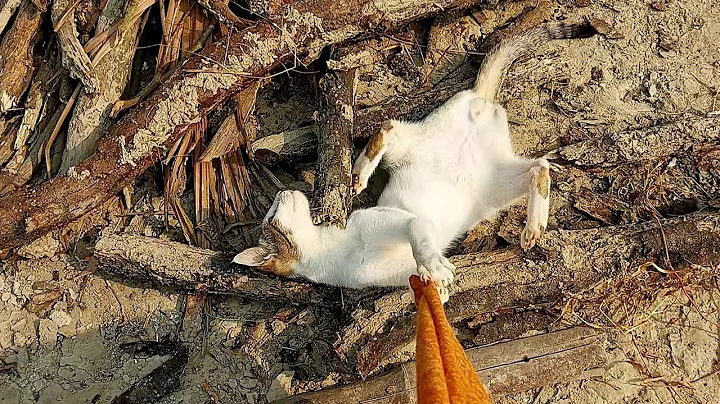 Video 11776801: cat adorable meow, cats meow funniest, cats funny kittens animals, cat kitten amazing, cat kittens playing funny