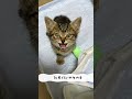 里親募集中のレイン #cat #catlover #cute #kitten