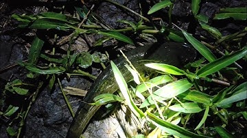 Cắm câu cá lóc ở kênh giữa ruộng | Long An quê tôi