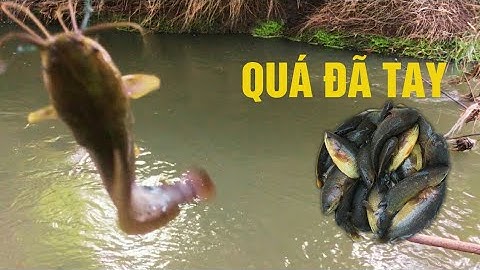 Câu Cá Sau Mưa, Cá Trê Rô Ngược Dòng Nước Suối, Ham Ăn Giật Cá Mỏi Tay Luôn