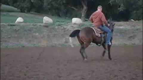 Tom Foran (Foran Performace Horses) December 2011 "Just Something Magic" Mare