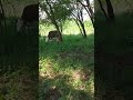 la poala padurii #padure #capre #capra #iezi #viatalatara #animals #cow #cute #farming #vitei #bio