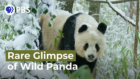 Rare Glimpse of Wild Panda In Heat - DayDayNews