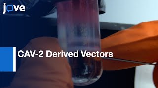 CAV-2 (Non- Replicative) Derived Vectors Production and Purification | Protocol Preview