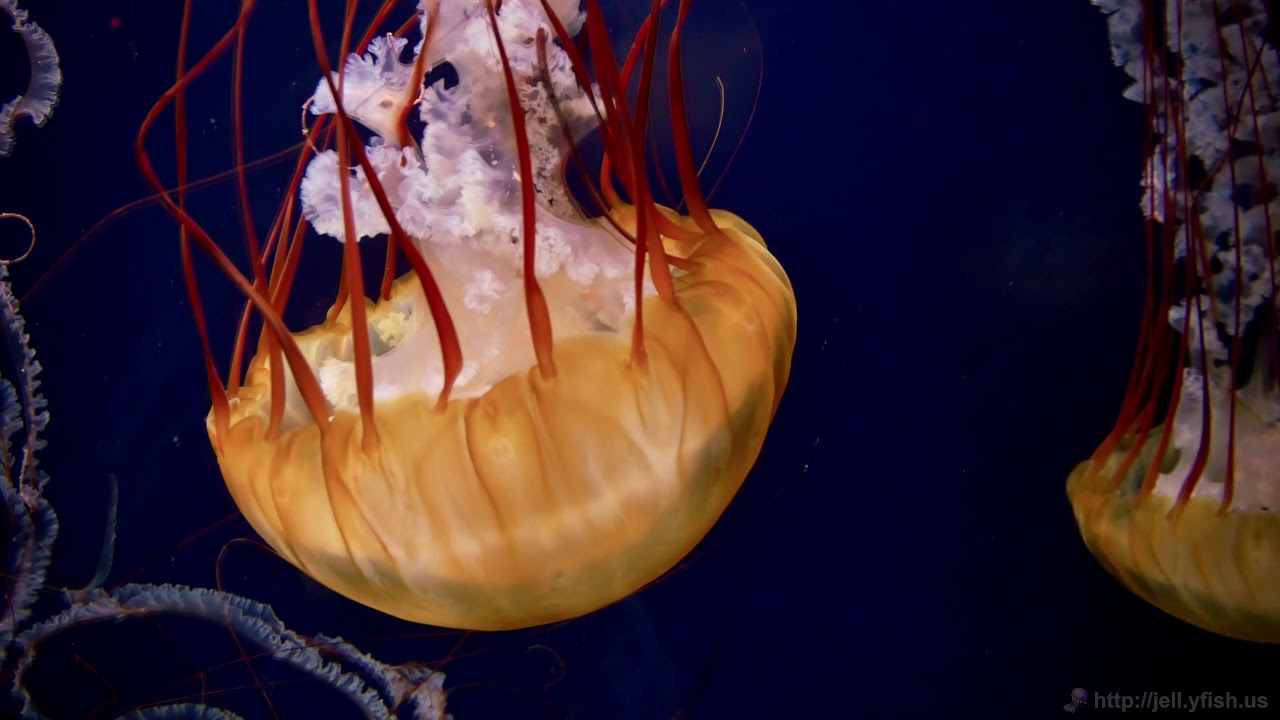 jellyfish 120 mbps 4k uhd h264