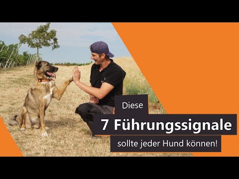 Video: 7 Beliebtesten Hundetrainingsmethoden