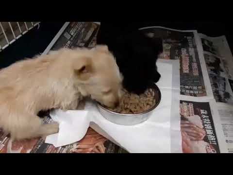 スコティッシュテリアの仔犬もぐもぐ動画 Scottish Terrier black ♀ and Wheaton ♂ puppies eating Video