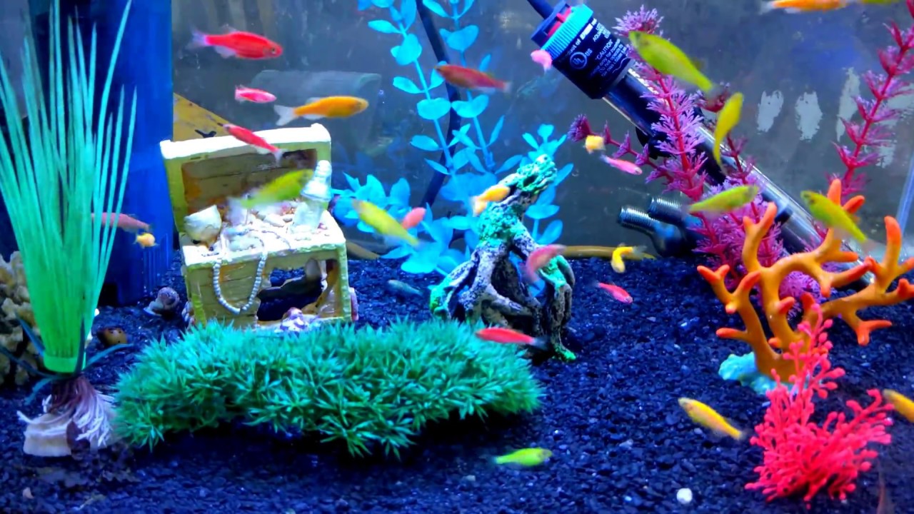 4k aquarium glo fish