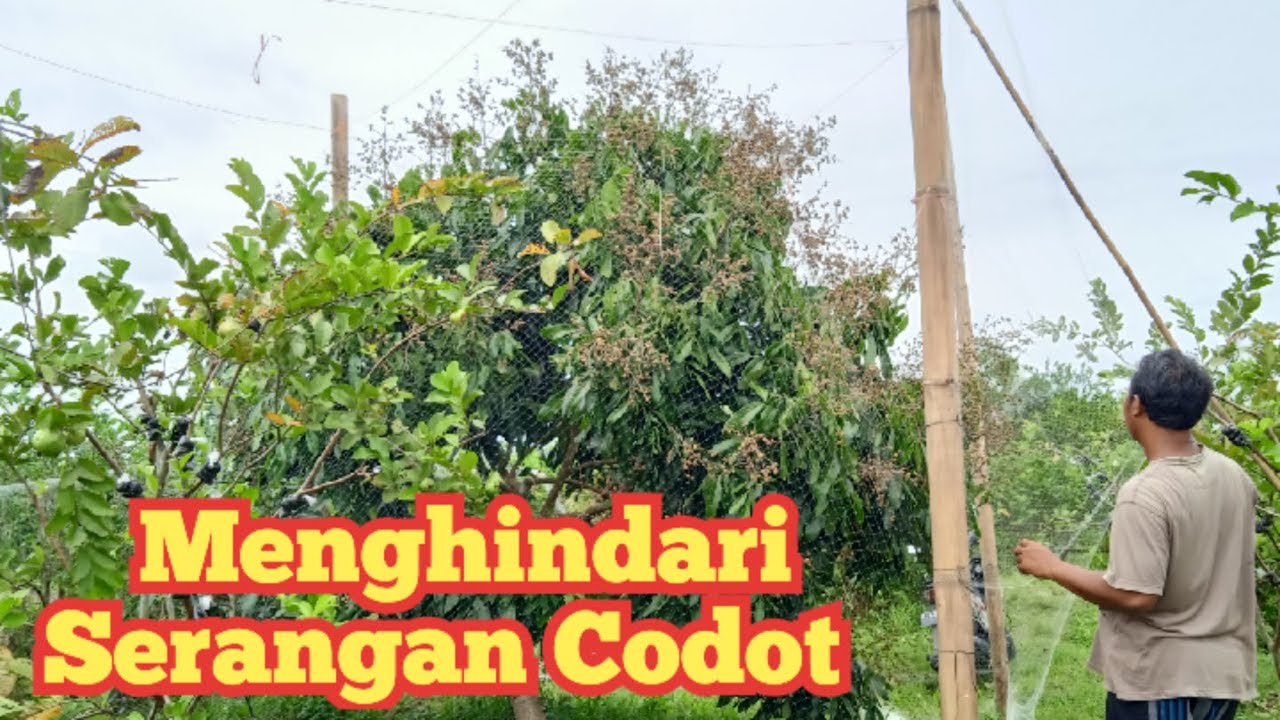 Cara Memasang Jaring pada Pohon Klengkeng