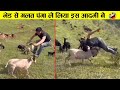 भेड़ से पंगा लेना बहुत ही महंगा पड़ गया 😂🤣ll Animal funniest moment recorded on camera