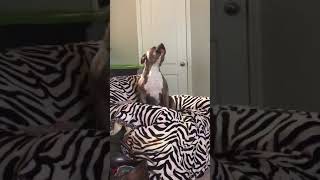 Tank the American Bully sings to his favorite country tune...Tennessee Whiskey