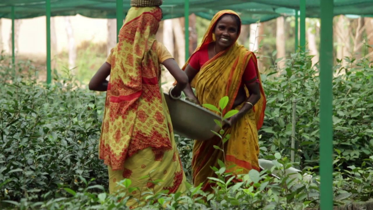 Bangladesh Tea Board AV YouTube