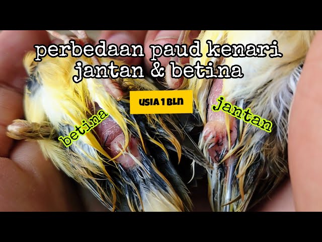 UPDATE PERBEDAAN PAUD KENARI JANTAN & BETINA | CIRI CIRI PAUD KENARI JANTAN & BETINA | KENARI GACOR class=