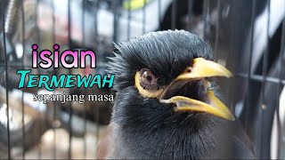 JALAK NIAS ISIAN SUPER MEWAH TERBARU MASTERNYA JALAK NIAS