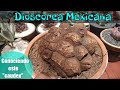 DIOSCOREA MEXICANA: El caparazón de tortuga