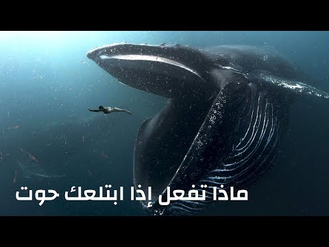 فيديو: لماذا يأكل الناس الحوت مؤخرة السفينة؟