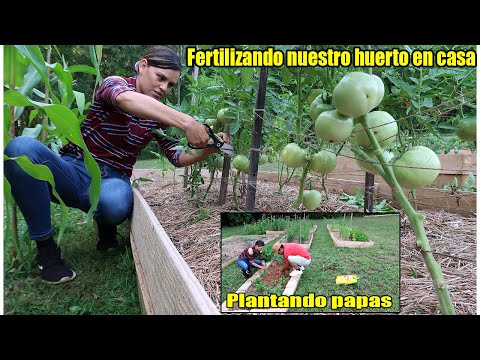 Video: Cómo Acelerar La Maduración De Los Tomates