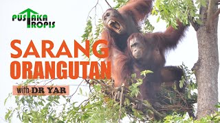 Sarang Orangutan (Orangutan Nests) With Dr. Yaya Rayadin