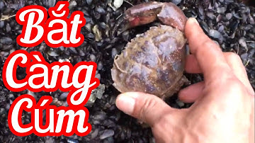 Đi biển SẦM SƠN bắt GHẸ, CÀNG CÚM, HÀU, VẸM XANH. Đam mê săn bắt khám phá.