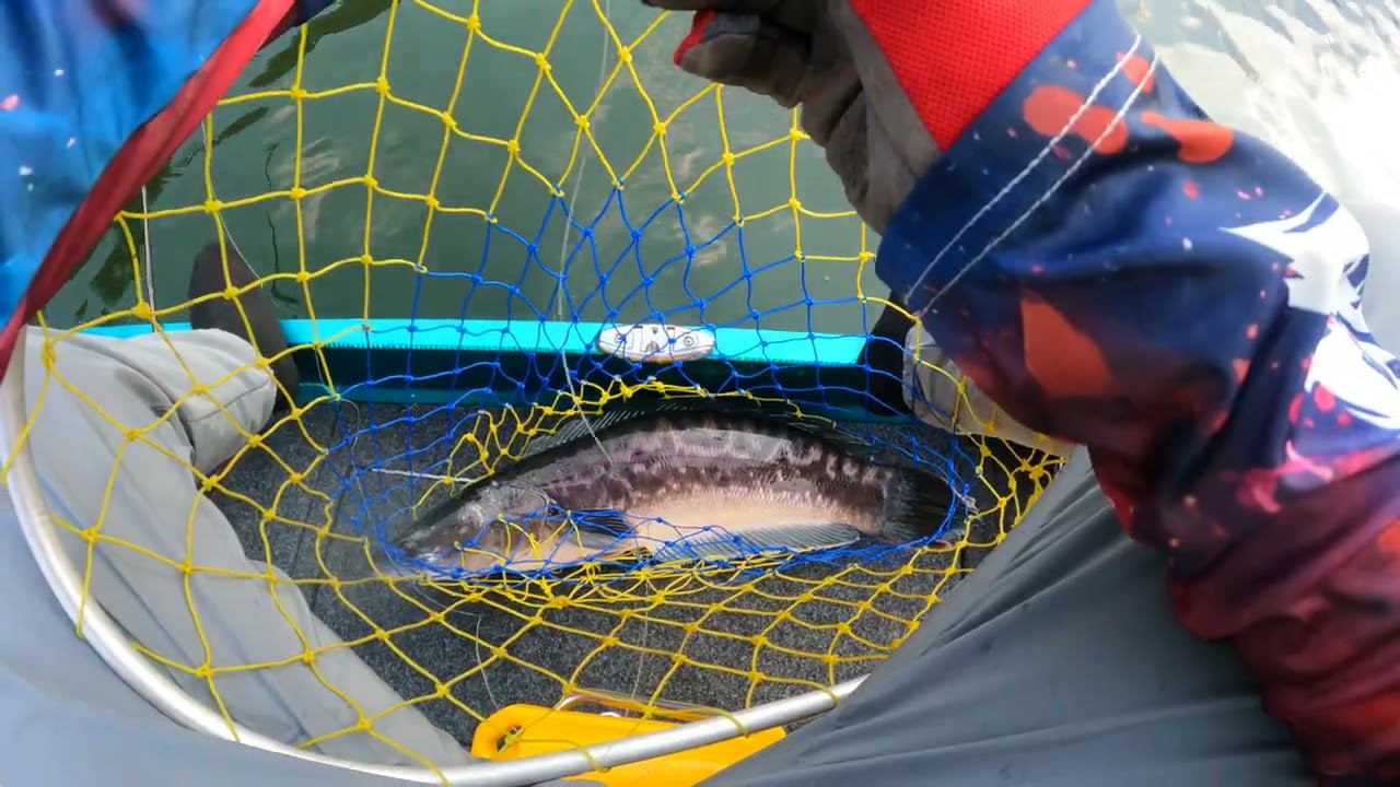 EP.49 #ตกปลา #ชะโด สามแยกแม่ตืน แก่งก้อ อ.ลี้ จ.ลำพูน  20/2/2569