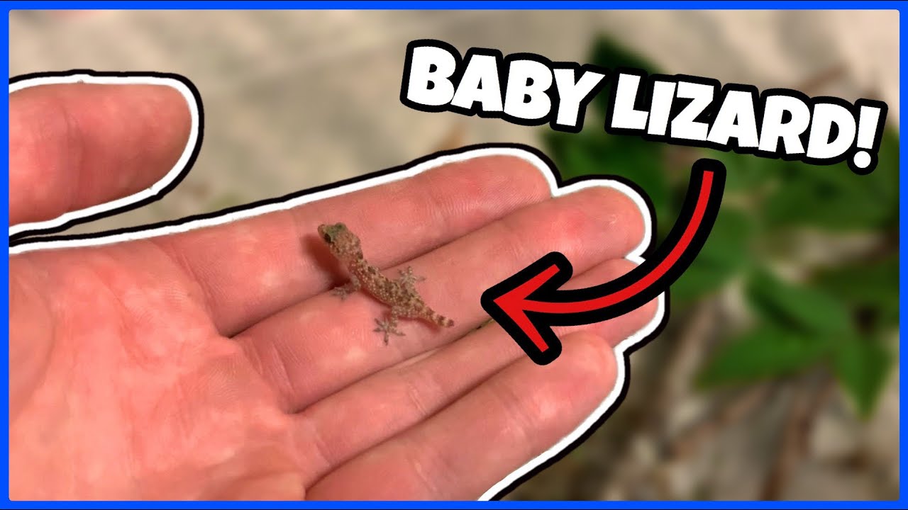 I FOUND A NEW PET Baby Mediterranean Gecko YouTube
