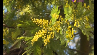 Видео Сочи наполняется весенними красками (автор: СОЧИ 24)