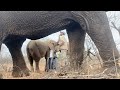 An Afternoon in the wild with elephants - Albino Baby Elephant Khanyisa and the Jabulani Herd.