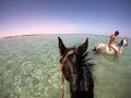 Swimming with horses in Egypt