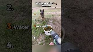 Ranking funniest dog moments #funny #dogs 