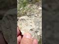 Lunchtime Rockhounding Speed Round: Ammonite Fossil Find