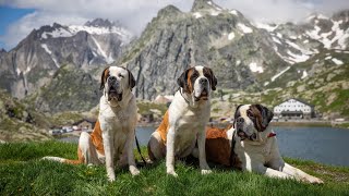 Inalpe au col du Grand-St-Bernard | Samedi 1er juillet 2023