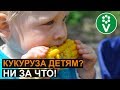 Чем КУКУРУЗА ОПАСНА для здоровья?