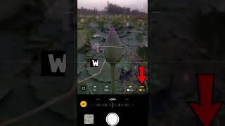 OnePlus Nord CE4 Flower Photography 🌸 | DSLR Like Lotus Shot on Phone#photography #photoshootsetting