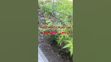 #explore #quran #القرآن_الكريم #سورة_يس #المنشاوي #esattas #اكسبلور #listen #sayfam