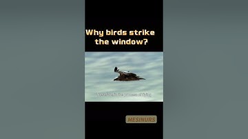 🐦 Bird Window Collisions: Why Birds Strike Windows? #birds ##BirdSafety #glass