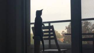 Kitten balances on hind legs to watch birds by Piper and Nova Cat 2,094 views 8 years ago 23 seconds