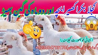 Kajla Bakra Kheera And Kajli Sheep For Sell - Chatra Bakra
