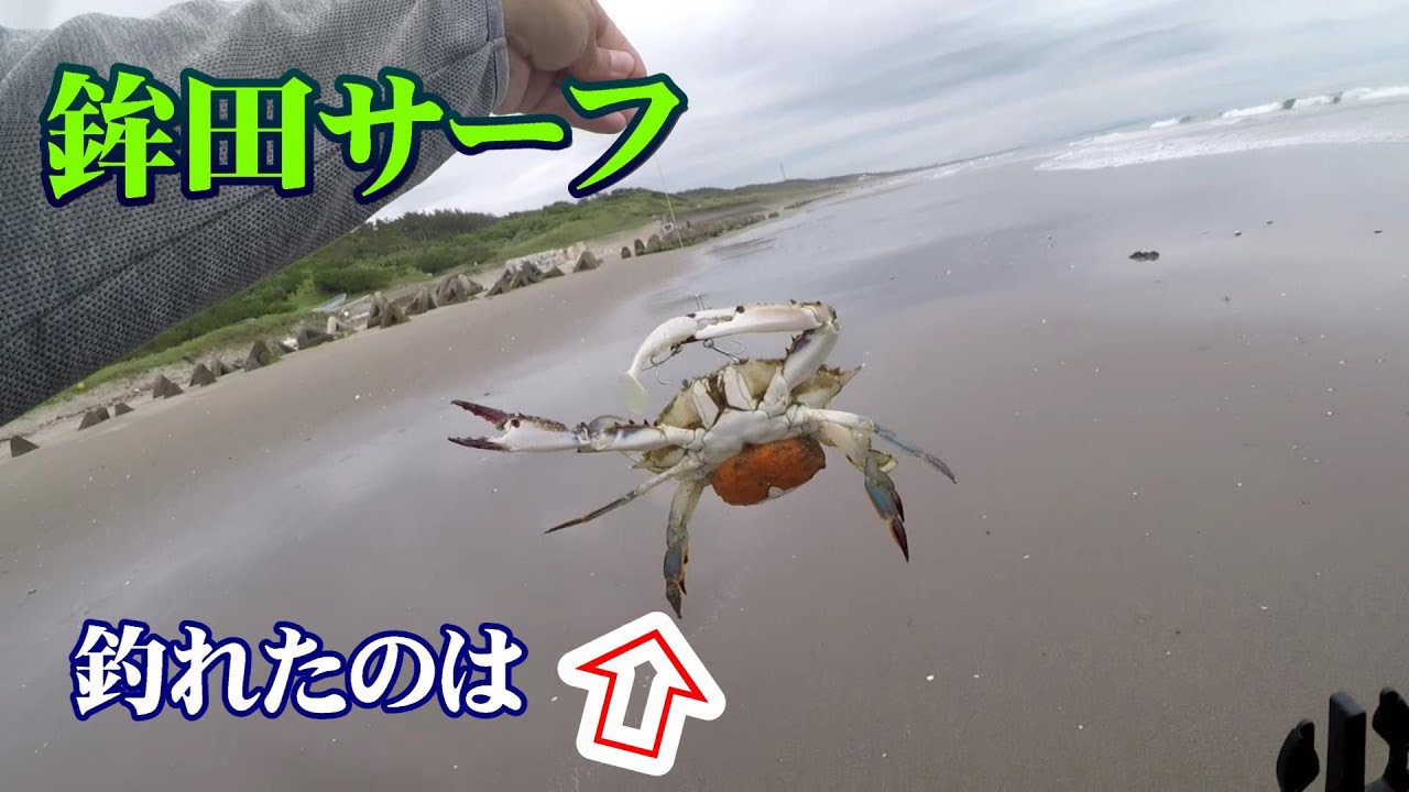 根がかりと思いきや 釣れたのはこの時期に採れる渡り蟹 ガザミ でした動画です Youtube