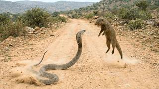 La mangosta BURLA a una cobra real tras un error de medio segundo.