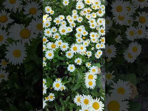 Любите ромашки?) Цветы и лето - это красиво!