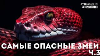 АМЕРИКА: Самые Опасные Змеи Мира 🐍 🩸 | Часть 3 |  National Geographic Wild HD