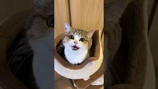 Kittens Meow and Acting Cute