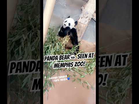 Video: Մեմֆիսի կենդանաբանական այգու այցելուների մասին տեղեկատվություն